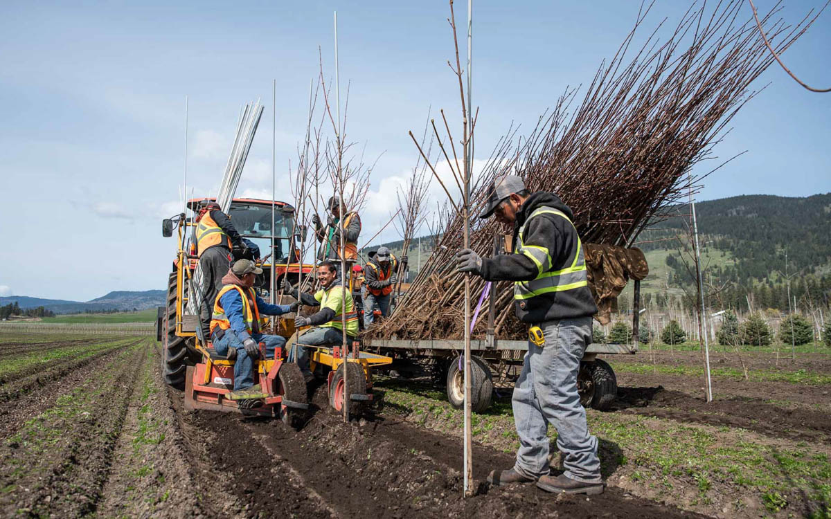 Save Money When You Plant a Tree Right